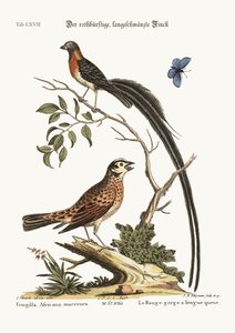 赤胸の長い尾のフィンチ、1749-73